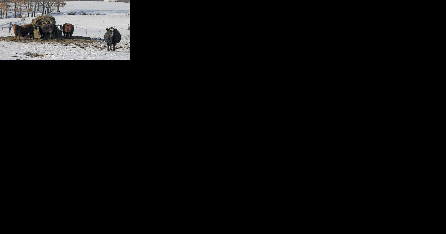 Nutrition, shelter help gestating cows handle winter - Vimarsana News