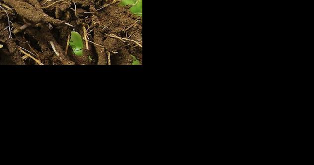 Grant explores healthy-soil incentives - Vimarsana News