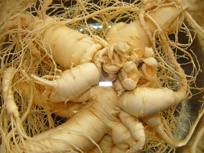 Giant ginseng root preserved