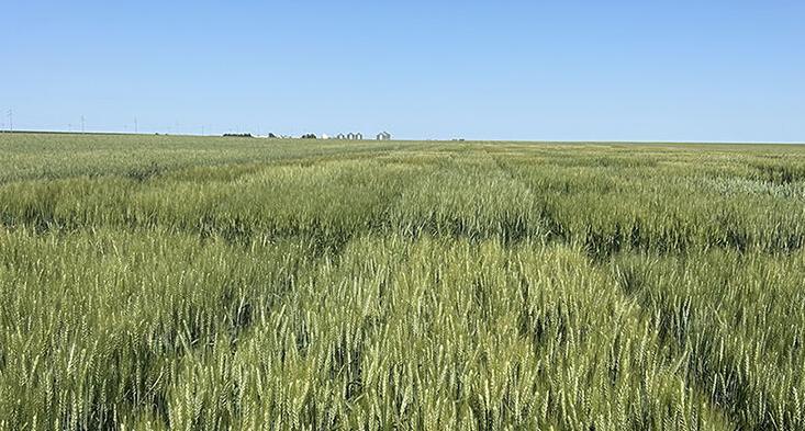 New hard red winter wheat variety