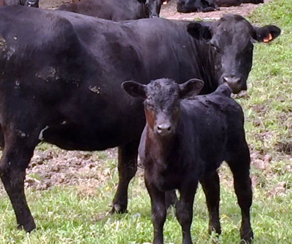 Angus cow and calf