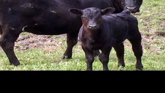 Review Cow Calf Share Lease Agreements Midwest Marketer Midwest Marketer