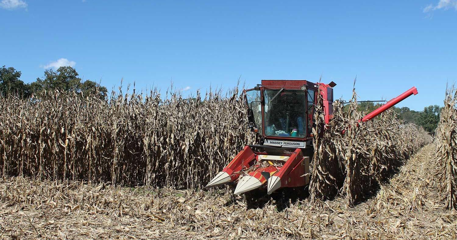 MU corn tests show good yields despite weather - Vimarsana News