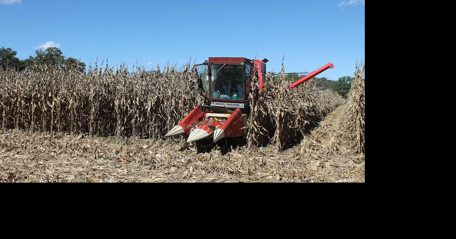 MU corn tests show good yields despite weather