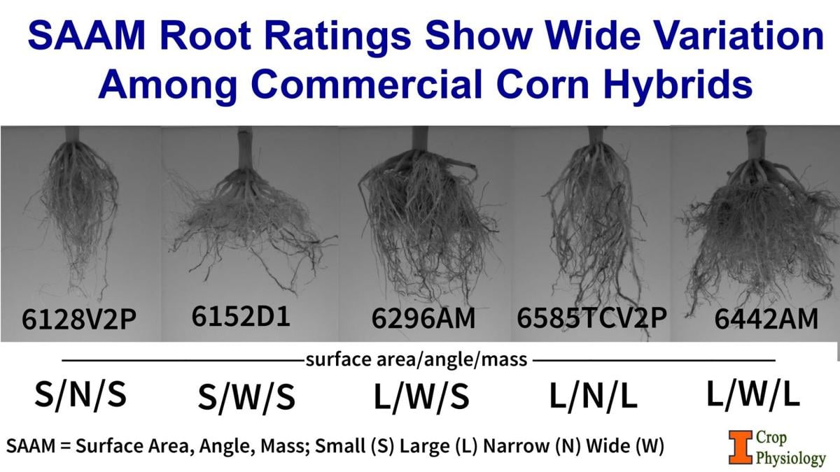 Root ratings