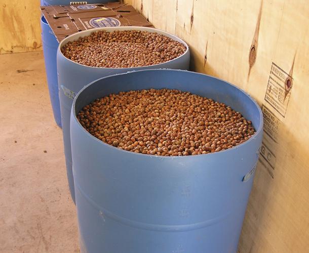 Hazelnuts