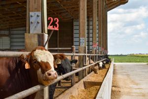 Raise the roof for cattle confinement barns