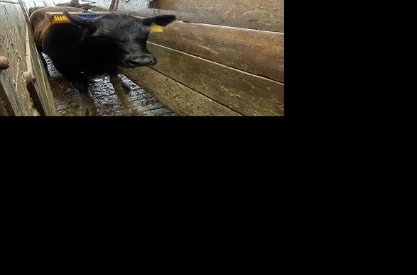 Cattle brush prototype