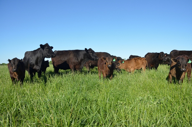 Rebuilding the cattle herd starts with rebuilding pastures