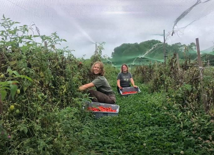 Tomatoes in zip system