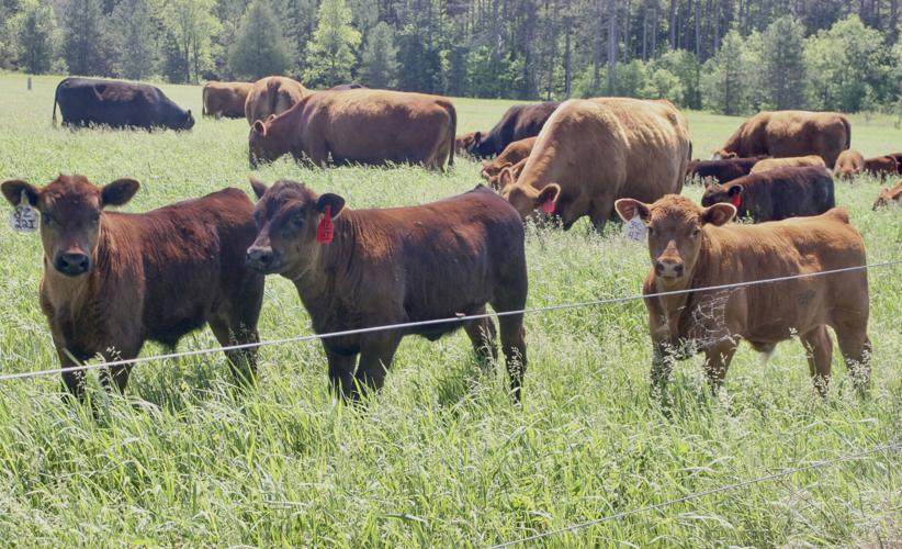 Cattle in field