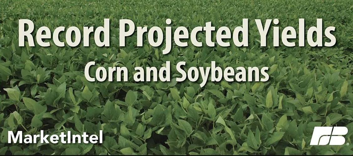 Record projected yields