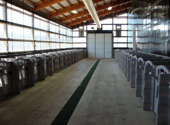 Bottle-fed calves in separate room