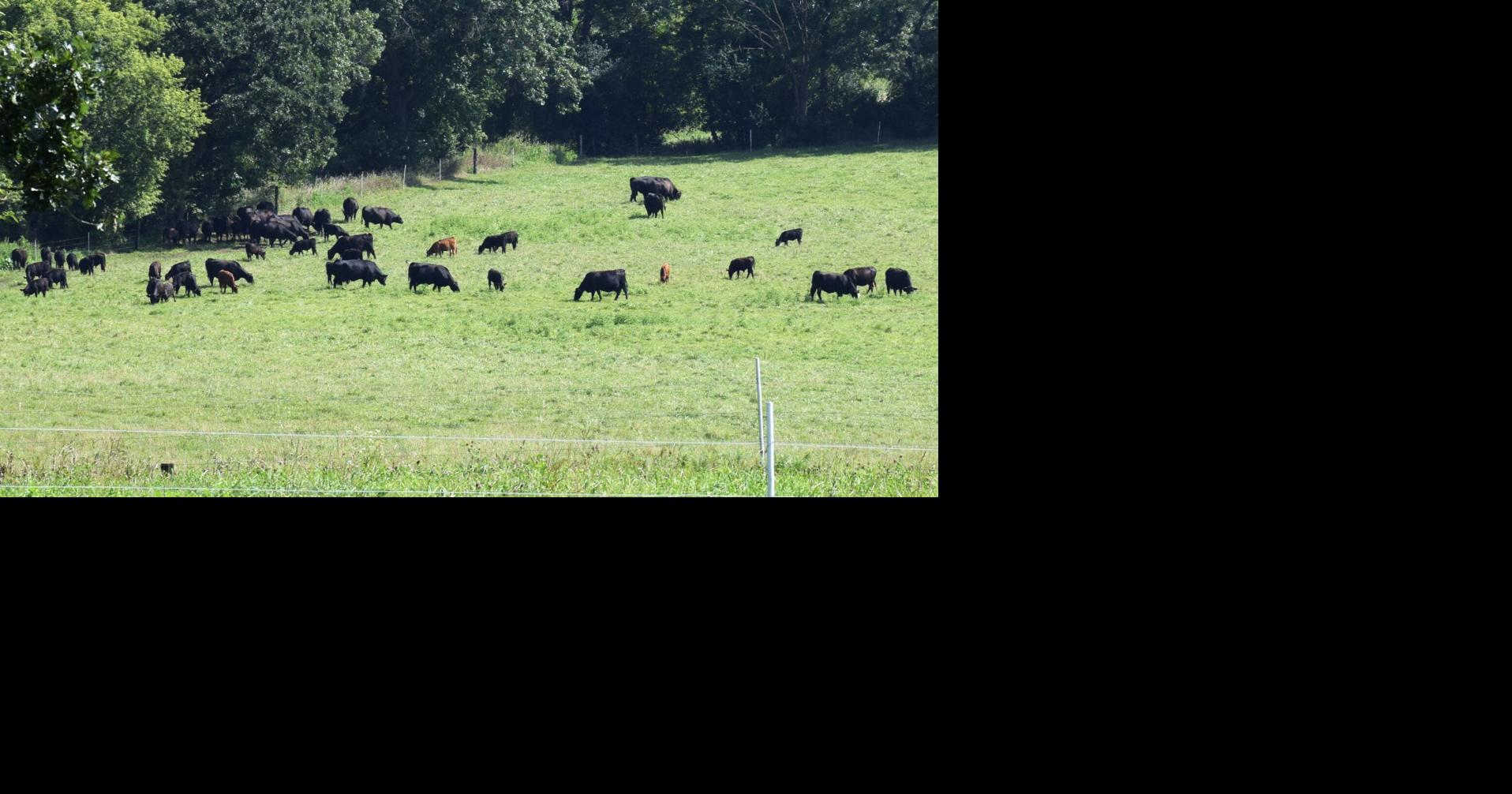 Beef production lower than last year
