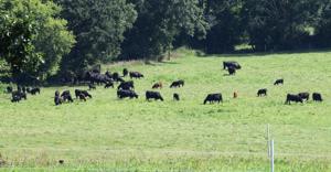 Forage base diversity enhances drought flexibility options