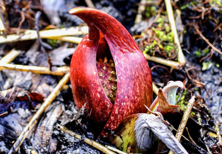 Skunk cabbage