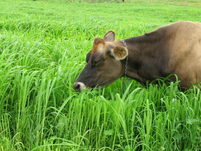 Cow grazing triticale