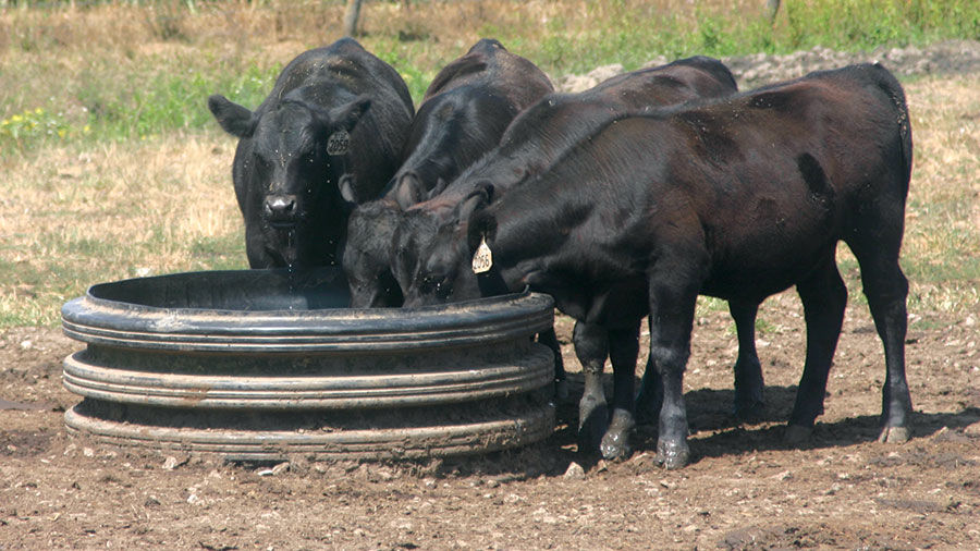 Cattle at water tank