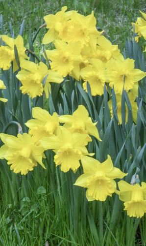 Daffodils