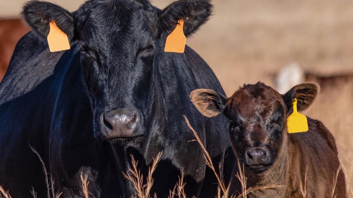 Understanding the ‘price slide’ for livestock
