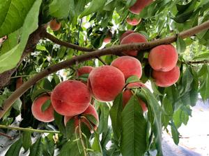 Season on the horizon in southern Illinois