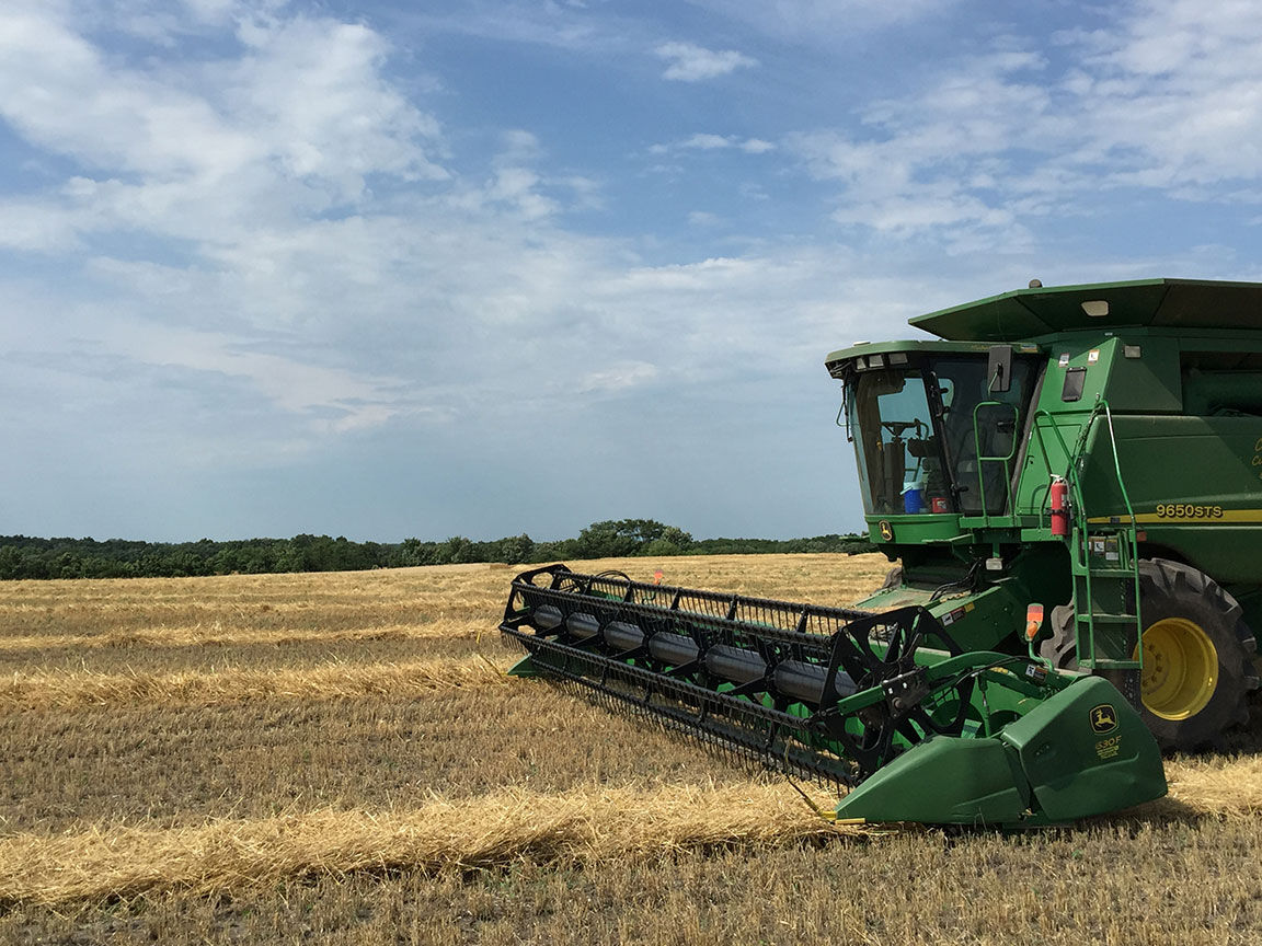 wheat harvest