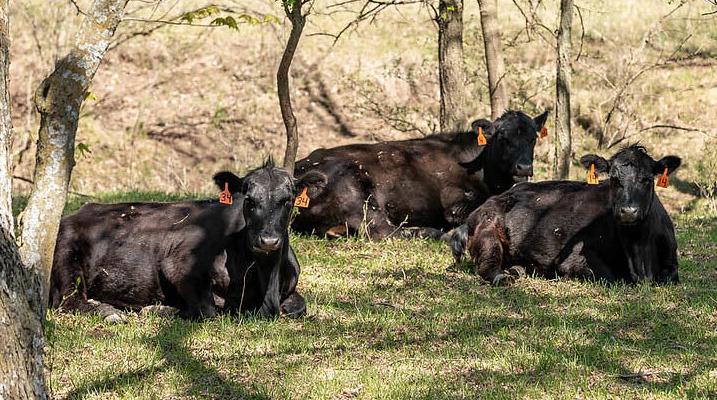 Cattle laying down