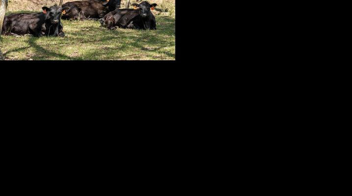 Cattle laying down