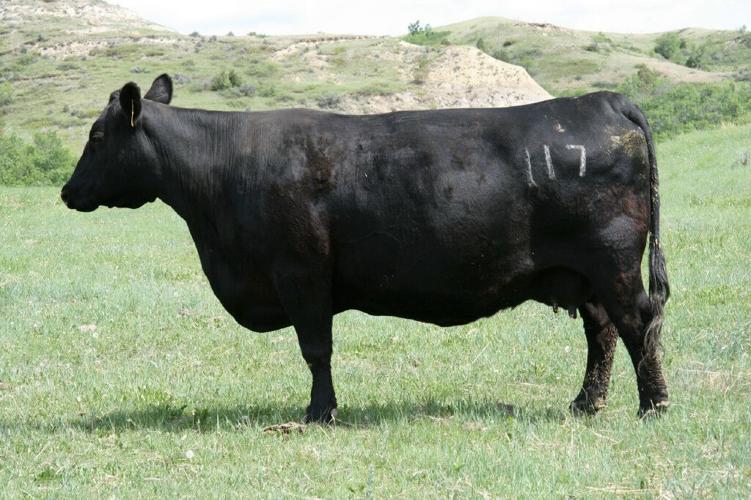 Heifer