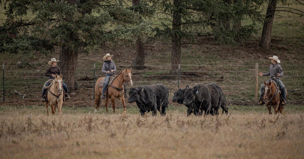 Cattle producers share how programs help build stronger businesses