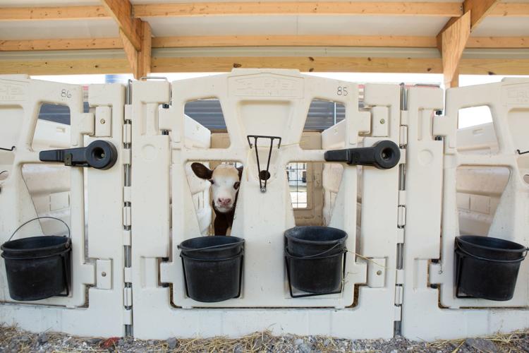 Calves look out of hutches
