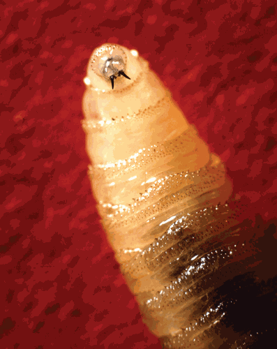 screwworm