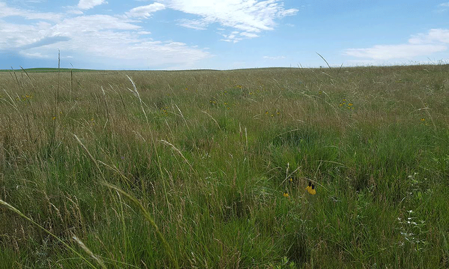 Grassland