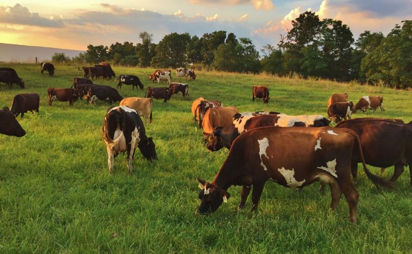 Cows in field