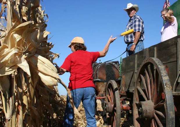 Corn picking by hand
