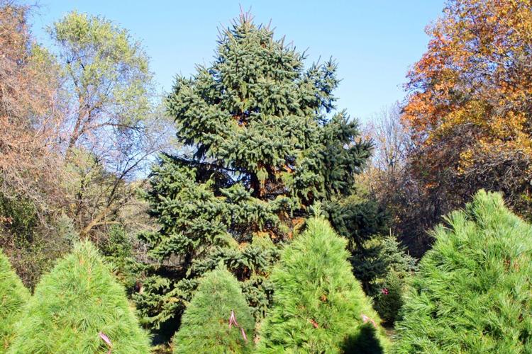 Christmas Light tree at farm