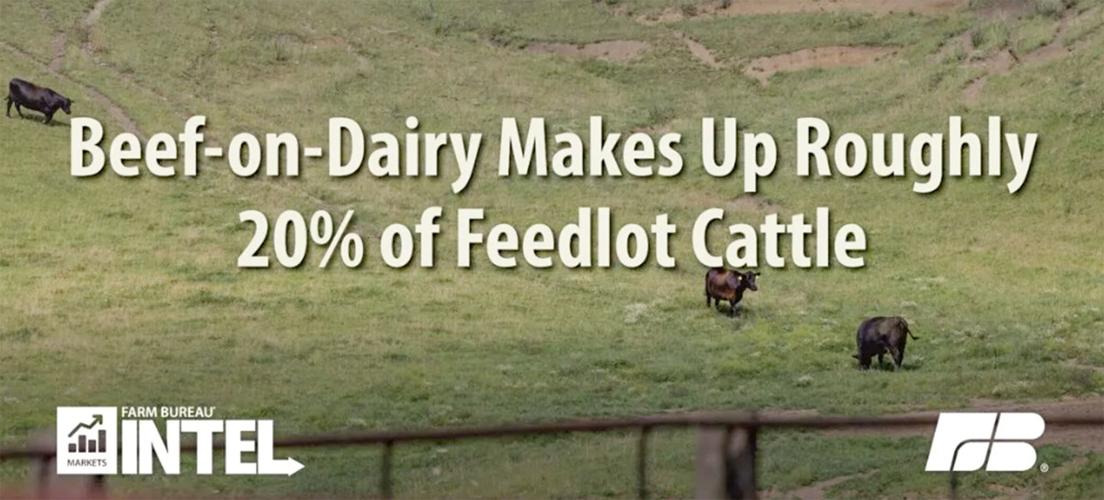 Beef on Dairy