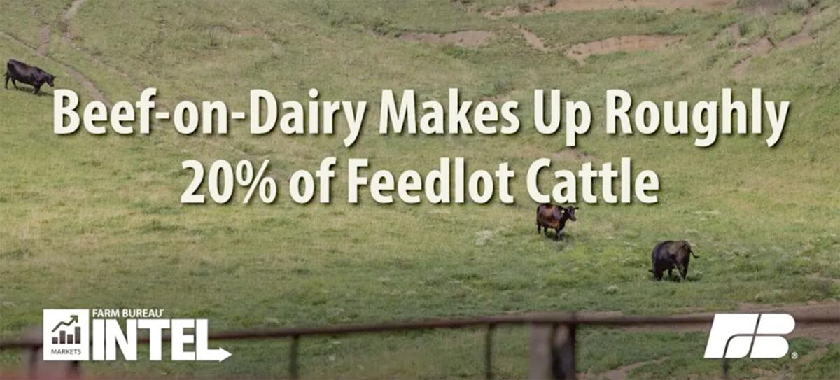 Beef on Dairy