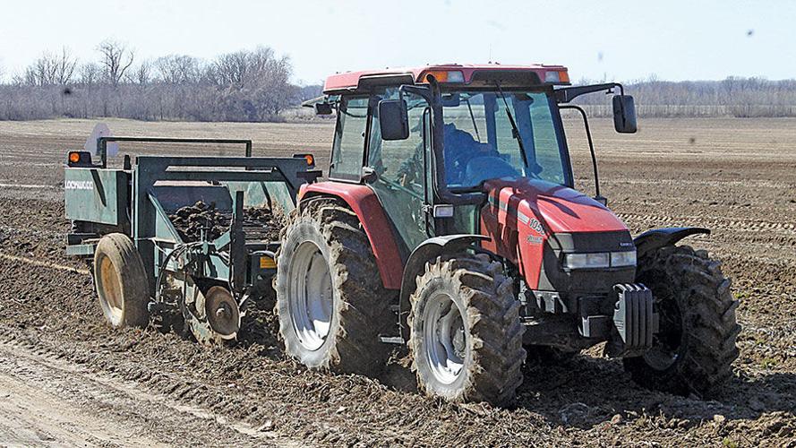 Horseradish season is in full swing in Illinois