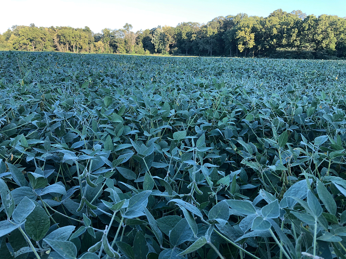 field of soybeans