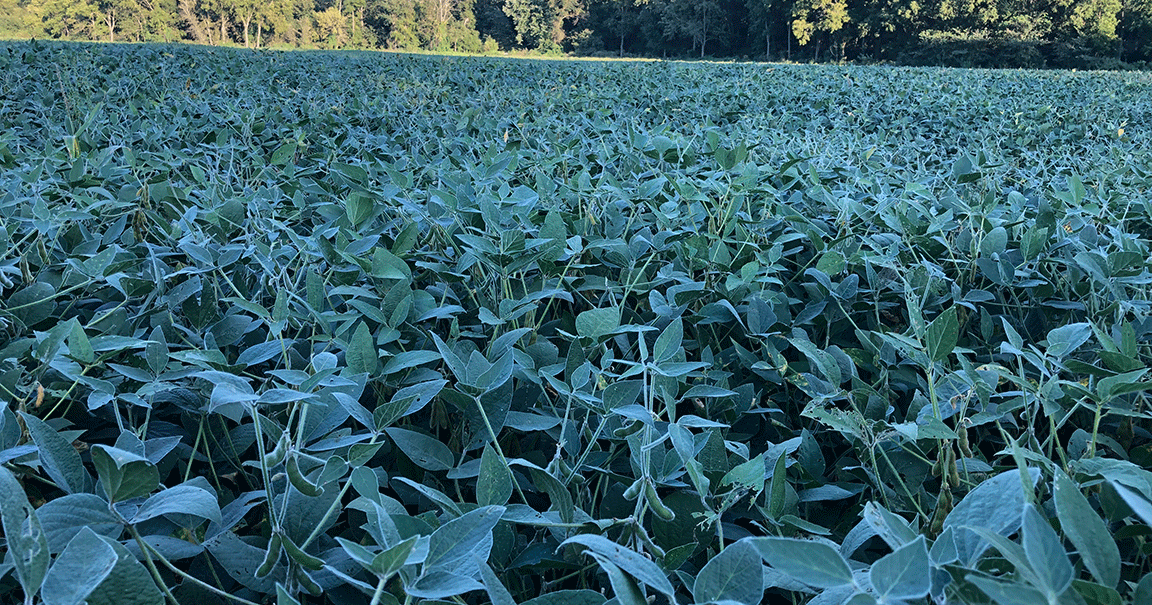 Variable rain keeps outlook mixed heading into harvest