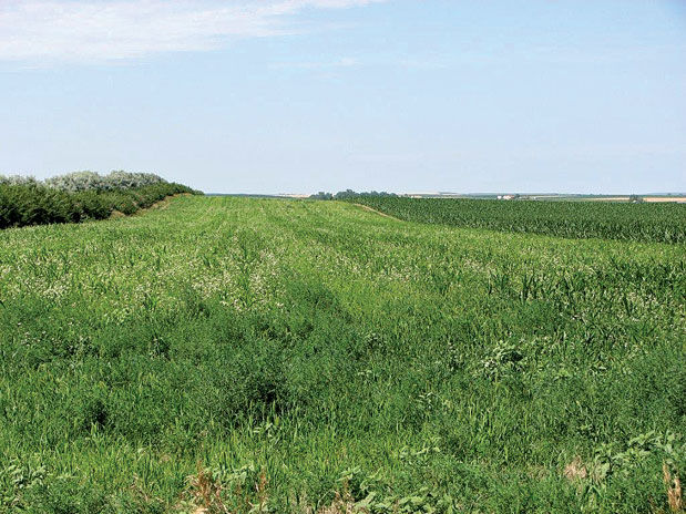 CRP food plot
