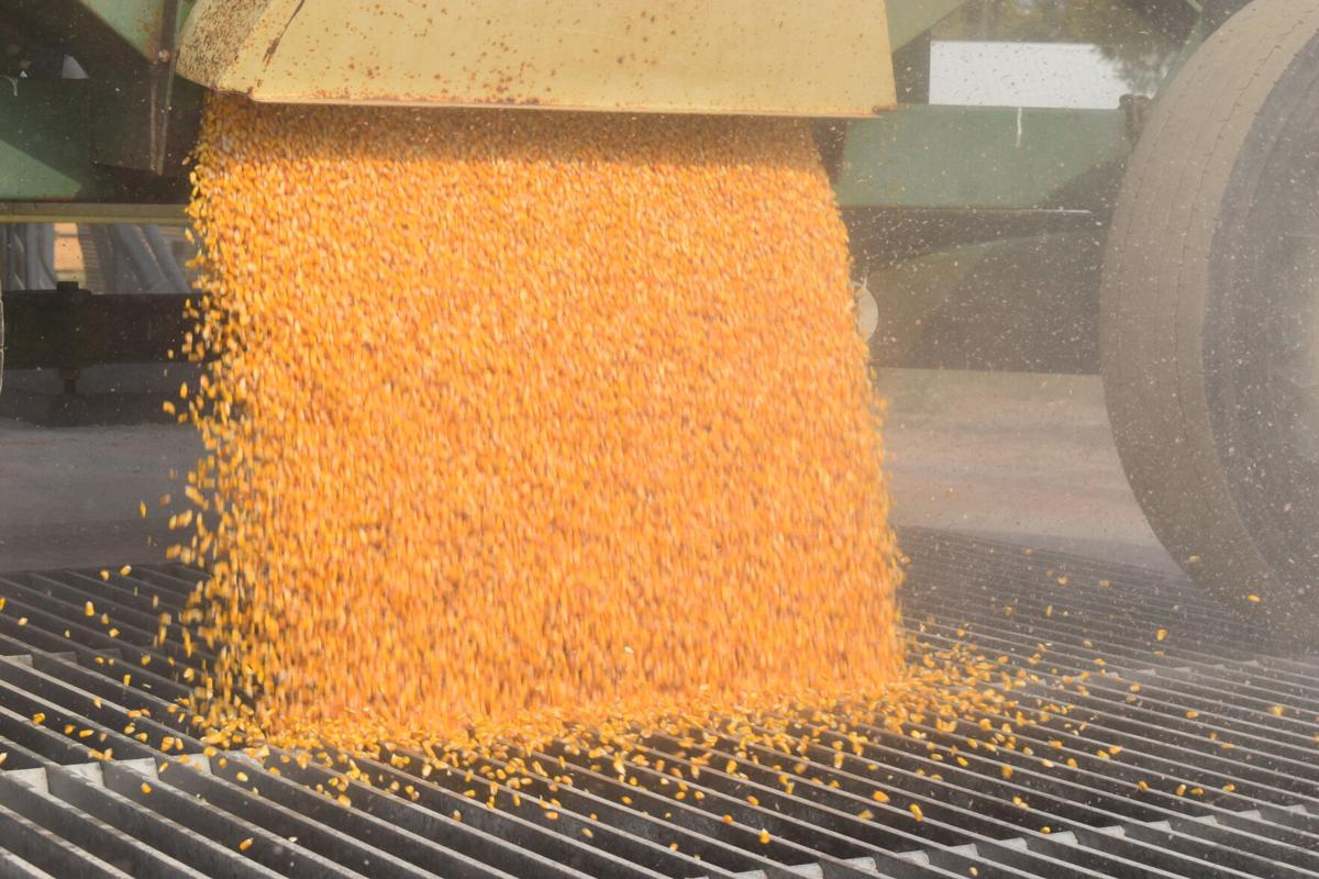 FFA Corn Dump (43).JPG