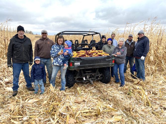 Everybody pitches in to hand-select corn