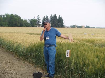 Spring wheat