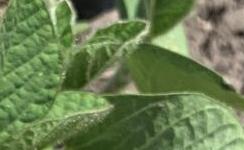 Soybeans