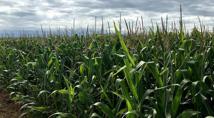 Corn field