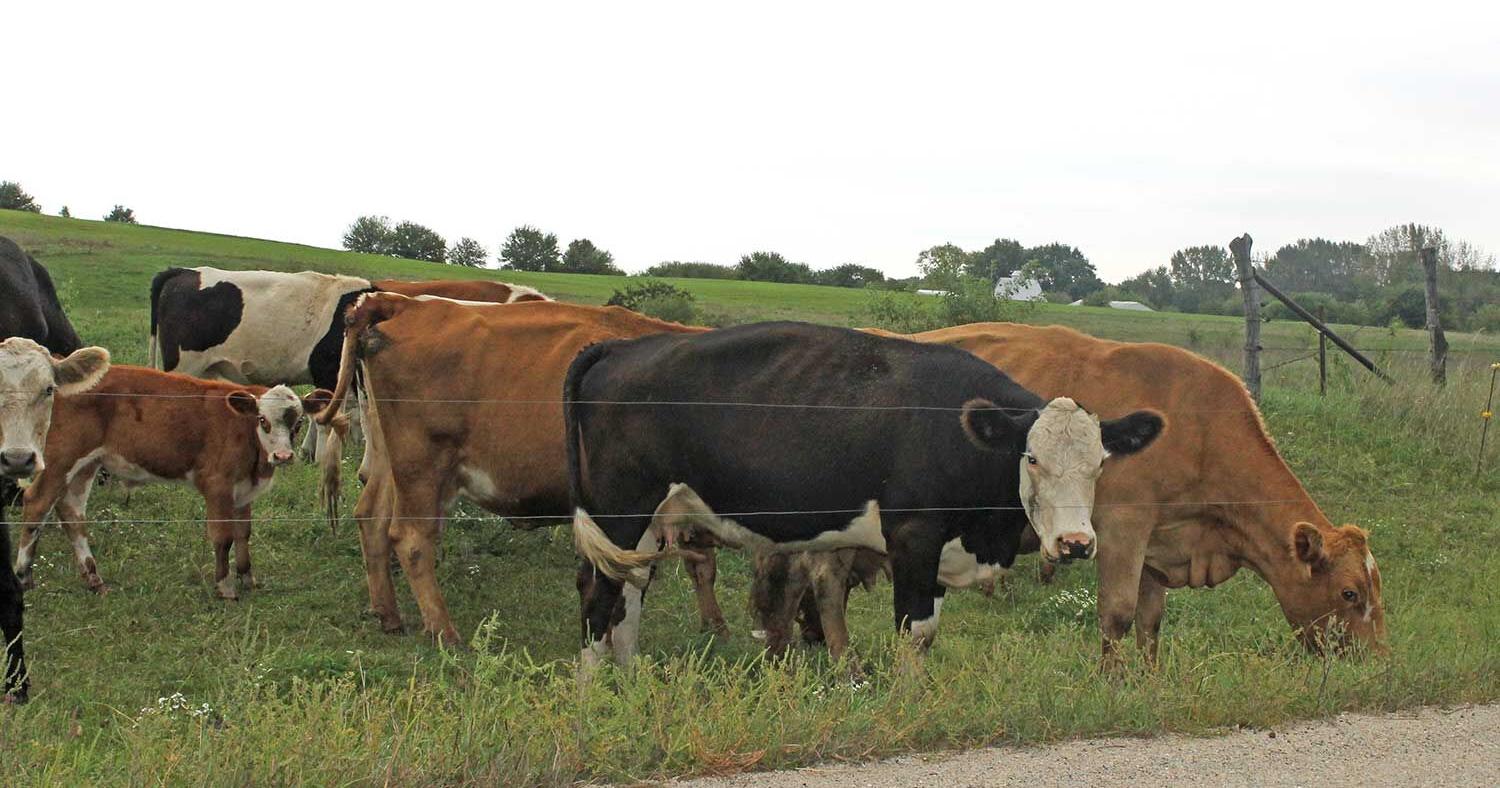 Crossbreeding helps meet consumer demand - Vimarsana News