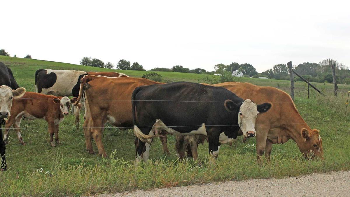 crossbreeding cattle