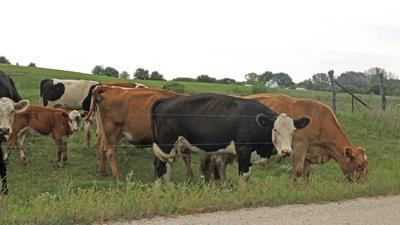 crossbreeding cattle